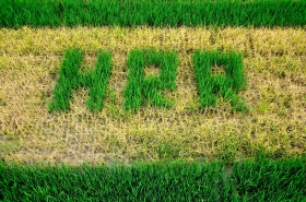 作物轉(zhuǎn)基因品種研發(fā)