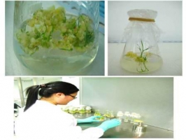 植物組織培養(yǎng)體系研發(fā)